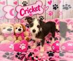 Cricket - Female Mutt Dog for Adoption - Small photo