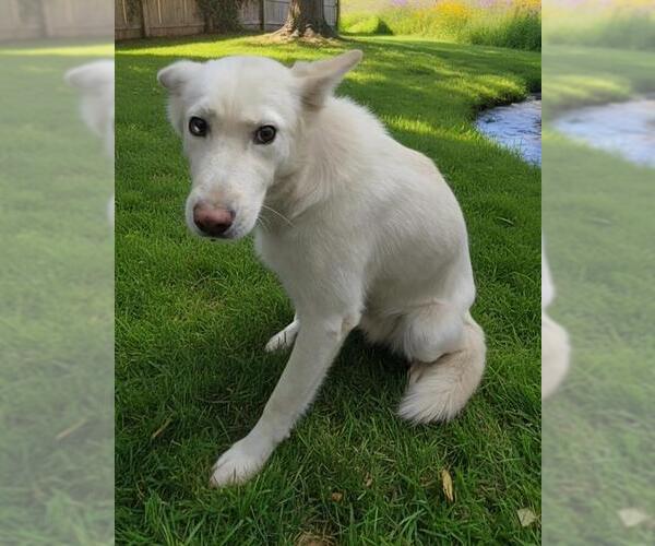 Medium Photo #1 Gerberian Shepsky Puppy For Sale in HESPERIA, CA, USA