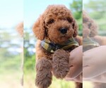 Small Photo #27 Goldendoodle Puppy For Sale in TIMBERLAKE, NC, USA