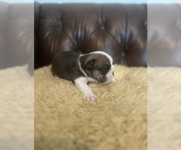 Medium Photo #2 Bulldog Puppy For Sale in BERTHOUD, CO, USA