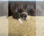 Small Photo #2 Bulldog Puppy For Sale in BERTHOUD, CO, USA