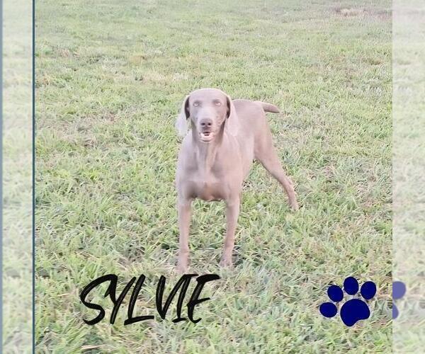 Medium Photo #1 Weimaraner Puppy For Sale in LEWISBURG, KY, USA