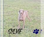 Small Photo #1 Weimaraner Puppy For Sale in LEWISBURG, KY, USA