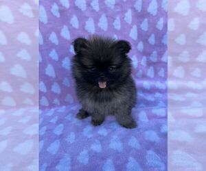 Pomeranian Puppy for sale in MONTEREY PARK, CA, USA