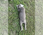 Small #19 Olde English Bulldogge