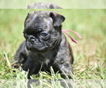 Small #2 Pug
