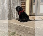 Small Photo #8 Chesa-Poo Puppy For Sale in ABILENE, TX, USA