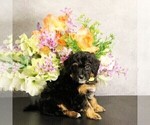 Puppy Te Fiti Miniature Bernedoodle