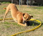 Small #2 Chihuahua Mix