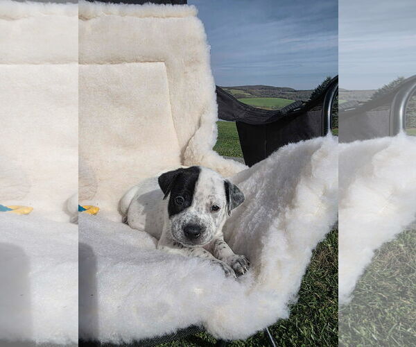 Medium Photo #3 Boxador Puppy For Sale in SHERBURNE, NY, USA