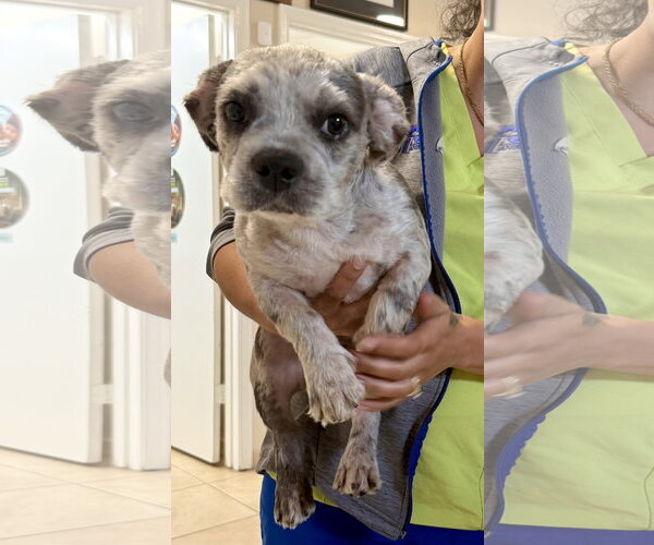 Medium Photo #2 French Bulldog Puppy For Sale in Boca Raton, FL, USA