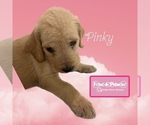 Puppy 5 Poodle (Standard)-Spinone Italiano Mix