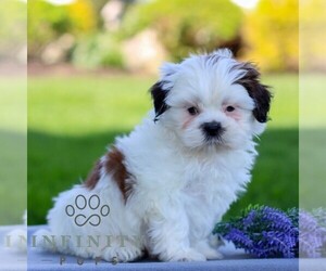 Shih Tzu Puppy for sale in GORDONVILLE, PA, USA