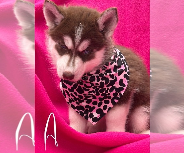 Medium Photo #1 Siberian Husky Puppy For Sale in PARK CITY, KY, USA