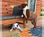 Small #3 American Pit Bull Terrier Mix