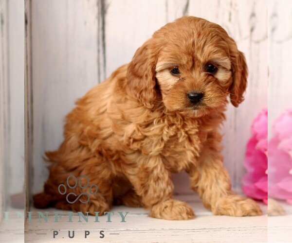 Medium Photo #4 Cavapoo (Miniature) Puppy For Sale in NEW HOLLAND, PA, USA