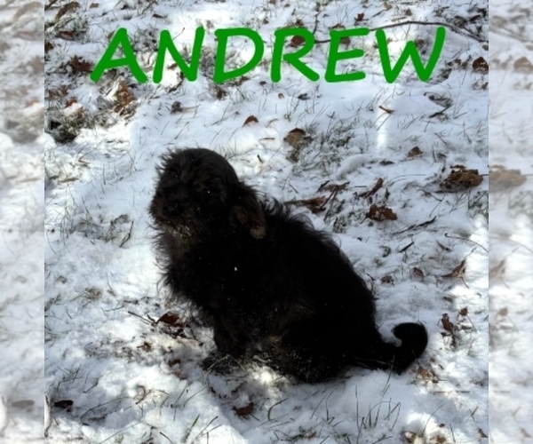 Medium Photo #2 Schnoodle (Miniature) Puppy For Sale in HARTLAND, MN, USA