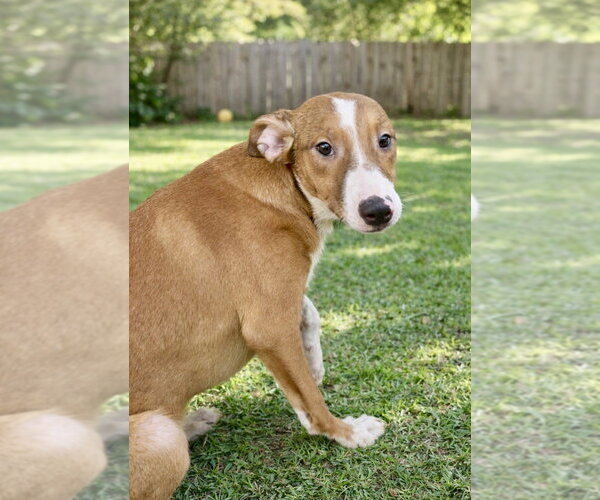 Medium Photo #6 Labrador Retriever Puppy For Sale in San Diego, CA, USA