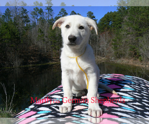 German Shepherd Dog Puppy for sale in PIEDMONT, MO, USA