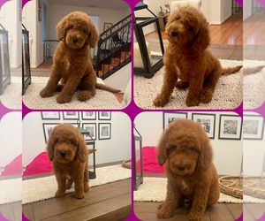 Goldendoodle (Miniature) Puppy for sale in NEWHALL, CA, USA