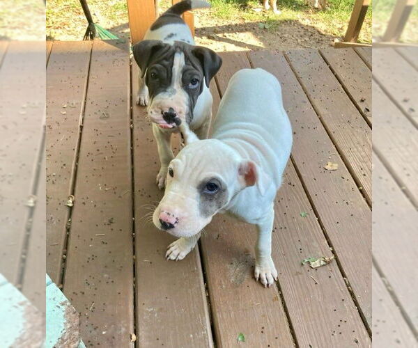 Medium Photo #7 Chinese Shar-Pei-Unknown Mix Puppy For Sale in Wakefield, RI, USA