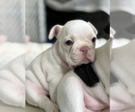 Small Photo #23 French Bulldog Puppy For Sale in MISSION, TX, USA