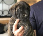 Puppy Puppy 2 Mastiff