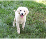 Twinkle - Female Golden Retriever Puppy for Sale - Photo #3