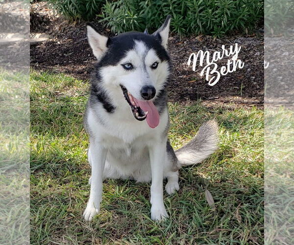 Medium Photo #3 Siberian Husky Puppy For Sale in HOUSTON, TX, USA