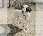Small #7 Lab-Pointer