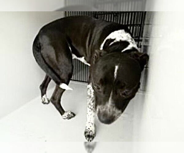 Medium Photo #2 Mutt Puppy For Sale in Houston, TX, USA