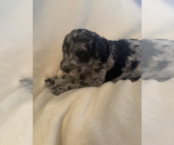 Medium Photo #5 Schnoodle (Giant) Puppy For Sale in MINNEAPOLIS, MN, USA