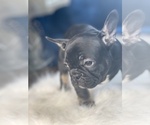 Small Photo #27 French Bulldog Puppy For Sale in ATHERTON, CA, USA