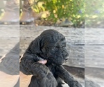 Puppy Puppy 6 Dotty Goldendoodle (Miniature)