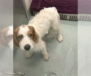 Labradoodle Dogs for adoption in Plano, TX, USA