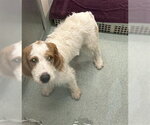 Small Labradoodle