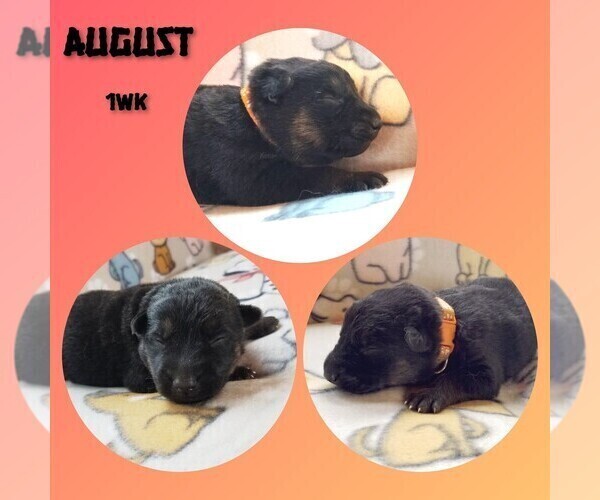 Medium Photo #2 German Shepherd Dog Puppy For Sale in BROOKFIELD, MO, USA