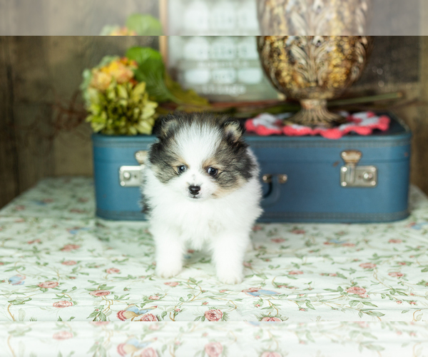 Medium Photo #2 Pomeranian Puppy For Sale in NAPPANEE, IN, USA