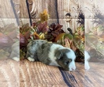Small Photo #5 Miniature Australian Shepherd Puppy For Sale in LA SALLE, CO, USA
