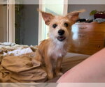 Small #1 Mutt