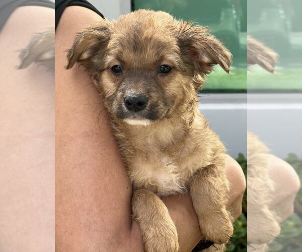 Medium Photo #3 Cocker Spaniel-Unknown Mix Puppy For Sale in Dana Point, CA, USA
