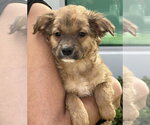 Small #2 Cocker Spaniel Mix