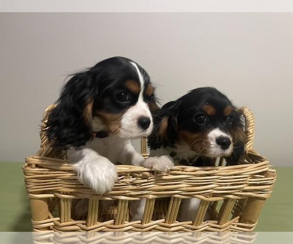 Medium Photo #1 Cavalier King Charles Spaniel Puppy For Sale in BATTLEFIELD, MO, USA