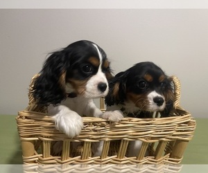 Cavalier King Charles Spaniel Puppy for sale in BATTLEFIELD, MO, USA