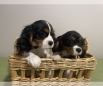 Small Cavalier King Charles Spaniel