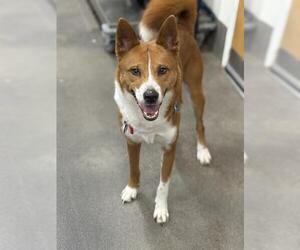 Akita-Unknown Mix Dogs for adoption in Forestville, MD, USA