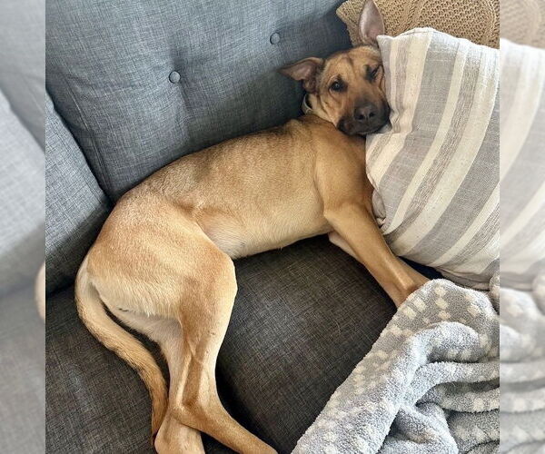 Medium Photo #2 Rhodesian Ridgeback-Unknown Mix Puppy For Sale in San Juan Capistrano, CA, USA