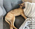 Small #1 Rhodesian Ridgeback Mix