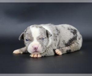 American Bully Puppy for sale in CHAMPAIGN, IL, USA