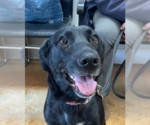 Small #6 Labrador Retriever Mix